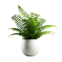 AI generated Transparent Boston Fern in PNG