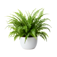 AI generated See Through Boston Fern on Transparent Ground png