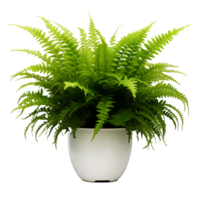 AI generated Boston Fern with Clear Background Transparency png