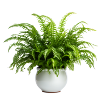 AI generated Clear Cut Elegance Boston Fern PNG