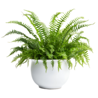 AI generated See Through Boston Fern Presentation png