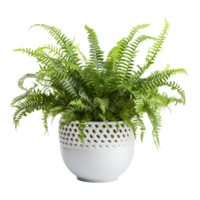 AI generated PNG Image of Isolated Boston Fern