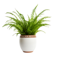 AI generated Clear Boston Fern Showcase in PNG