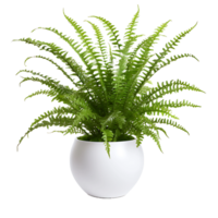 AI generated Clear Background showcasing Boston Fern's Lushness png