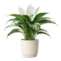 AI generated Transparent Peace Lily Radiance png