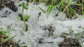 Makro Zeitraffer Schuss von glänzend schmelzen Schnee Partikel drehen in Flüssigkeit Wasser und Enthüllung Grün Gras und Pflanze Sprossen. Veränderung von Jahreszeit von Winter zu Frühling im das Wald. video