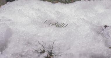 Macro time-lapse shot of shiny melting snow particles turning into liquid water and unveiling branch Christmas tree, pine cone and green grass. Change of season from winter to spring in the forest. video