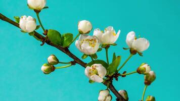 Time-lapse of Blooming apple-tree flowers. 4K UHD video close-up