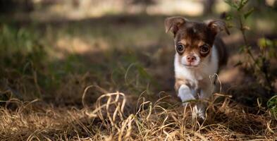 chihuahua de cachorro día fuera foto