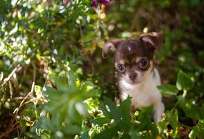 de cachorro jardín aventuras foto