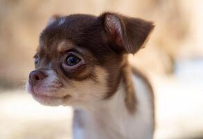 Chihuahua Puppy's Inquisitive Stare photo