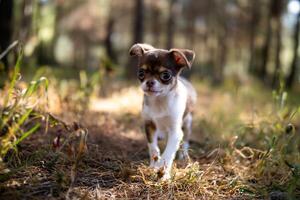 Chihuahua Puppy on a Sunlit Path photo