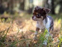 Pensive Puppy in Autumn Gold photo