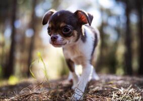 Pensive Puppy in Woodland photo