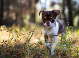 Tiny Chihuahua Puppy Amidst Fall's Embrace photo