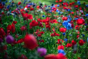 Multicolored blooming poppies background photo