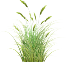 Gras Illustration transparent Hintergrund png