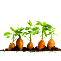 AI generated bunch of carrot plants grow in a garden png