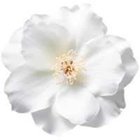 AI generated Jasmine flower png