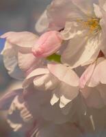 Delicate and beautiful cherry blossom against blue sky background. Sakura blossom. Japanese cherry blossom. photo