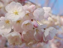 Delicate and beautiful cherry blossom against blue sky background. Sakura blossom. Japanese cherry blossom. photo