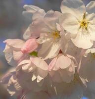 Delicate and beautiful cherry blossom against blue sky background. Sakura blossom. Japanese cherry blossom. photo