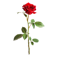 AI generated Red Rose Stick Isolated on Transparent Background. Generative AI png
