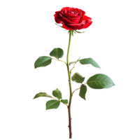 AI generated Red Rose Stick Isolated on Transparent Background. Generative AI png