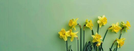 ai generado amarillo narcisos, conjunto en contra un eléctrico Lima verde fondo, encarnando el esencia de primavera floración y floral belleza. amplio Copiar espacio previsto para mensajería. foto