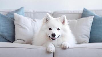 AI generated an American Eskimo Dog lounging on a white couch in a modern living room, with soft colors dominating the palette, creating a serene and contemporary ambiance. photo
