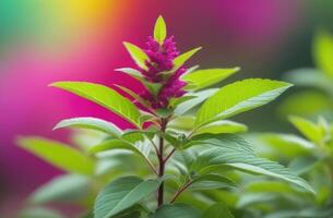 AI generated Holi, the festival of spring and bright colors in India, rainbow colors, colorful bright powder, splashes and streaks, sacred basil, tulasi tree photo