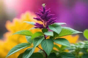 AI generated Holi, the festival of spring and bright colors in India, rainbow colors, colorful bright powder, splashes and streaks, tulasi tree, sacred basil photo