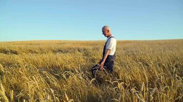 Senior caucasian farmer walking on golden wheat field. Farming and agriculture concept video