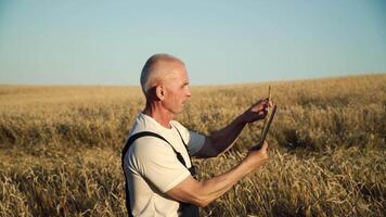 anziano contadino utilizzando tavoletta su Grano campo. contadino ispeziona Grano crescita. concetto di digitale tecnologie nel agricoltura video