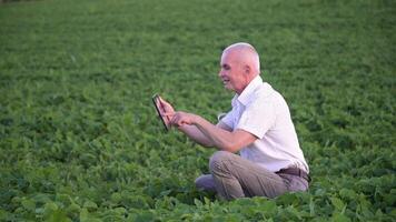 mayor agrónomo o granjero con tableta examina haba de soja crecimiento. haba de soja campo. concepto de digital tecnologías en agricultura video