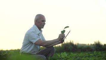 senior agronoom of boer met tablet onderzoekt soja groei. soja veld- video