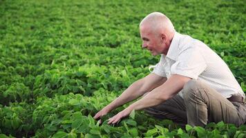 Senior agronomist or farmer examines soybean growth. Soybean field video