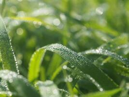 arroz granja verde antecedentes soltar y ligero difuminar estilo antecedentes dulce foto