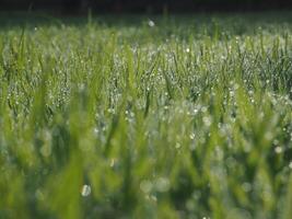 rice farm green background drop and light blur style background sweet photo