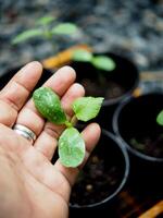 plantación y siembra melón y agua melón en maceta Listo a moverse a plantas foto