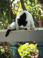 negro y blanco tailandés gato cabello corto permanecer relajante bostezo foto