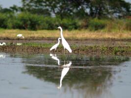 white bird egret in rice farmming and water refection photo