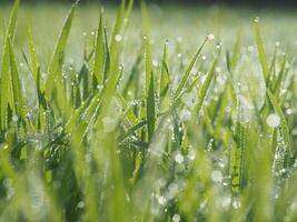 rice farm green background drop and light blur style background sweet photo