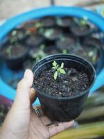 baby plants seeding in small pot for growing and set in plantation photo