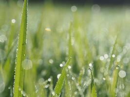 rice farm green background drop and light blur style background sweet photo