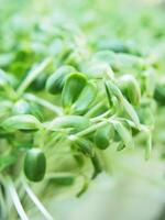 sunflower sprout green plants ready to cook high vitamin and good healthy food photo