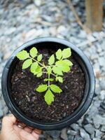baby plants seeding in small pot for growing and set in plantation photo
