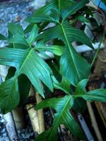 Philodendron Florida Beauty green leafe perfect leafe shap and great nature design photo