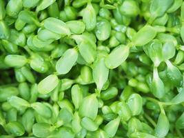 sunflower sprout green plants ready to cook high vitamin and good healthy food photo