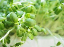 sunflower sprout green plants ready to cook high vitamin and good healthy food photo